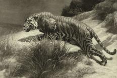 Tiger Resting-Herbert Dicksee-Giclee Print