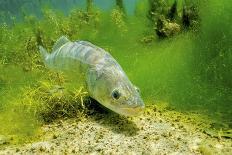 Pikeperch, lucioperca lucioperca, eats eel,-Herbert Frei-Photographic Print