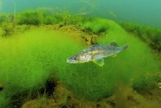 Pikeperch, Sander lucioperca, lake,-Herbert Frei-Photographic Print