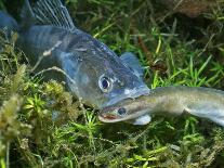 Pikeperch, lucioperca lucioperca, eats eel,-Herbert Frei-Photographic Print