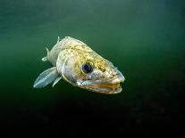 Pikeperch, lucioperca lucioperca, eats eel,-Herbert Frei-Photographic Print