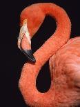 American flamingo-Herbert Kehrer-Photographic Print
