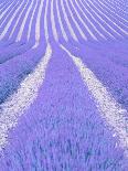 Blooming lavender in lines-Herbert Kehrer-Photographic Print