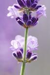 Lavender Blossoms, Close Up-Herbert Kehrer-Photographic Print