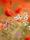 Premium Photographic Print