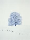 Tree in winter-Herbert Kehrer-Photographic Print