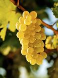 Ripe White Wine Grapes on Vine (Grüner Veltliner, Lower Austria)-Herbert Lehmann-Photographic Print