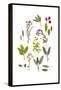 Herbs and Flowers of Summer-marilyna-Framed Stretched Canvas