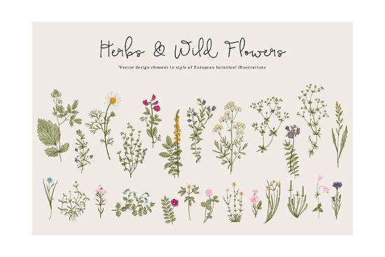 Herbs And Wild Flowers Botany Set Vintage Flowers Colorful Illustration In The Style Of Engravi Art Print Olga Korneeva Art Com