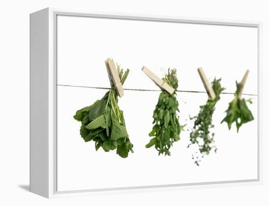 Herbs Drying on a Washing Line-Kröger & Gross-Framed Premier Image Canvas