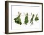 Herbs Drying on a Washing Line-Kröger & Gross-Framed Photographic Print