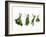 Herbs Drying on a Washing Line-Kröger & Gross-Framed Photographic Print