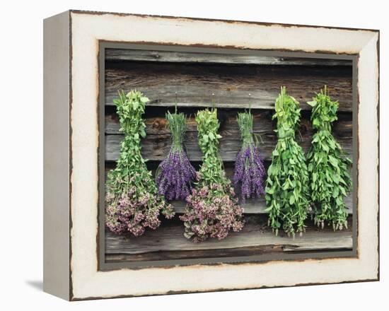 Herbs Drying Upside Down-Clay Perry-Framed Premier Image Canvas