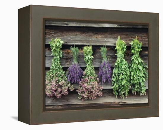 Herbs Drying Upside Down-Clay Perry-Framed Premier Image Canvas