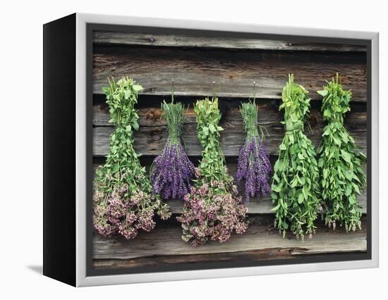 Herbs Drying Upside Down-Clay Perry-Framed Premier Image Canvas