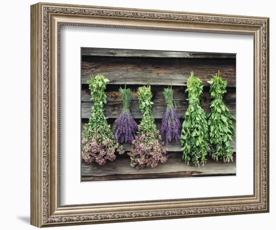 Herbs Drying Upside Down-Clay Perry-Framed Photographic Print