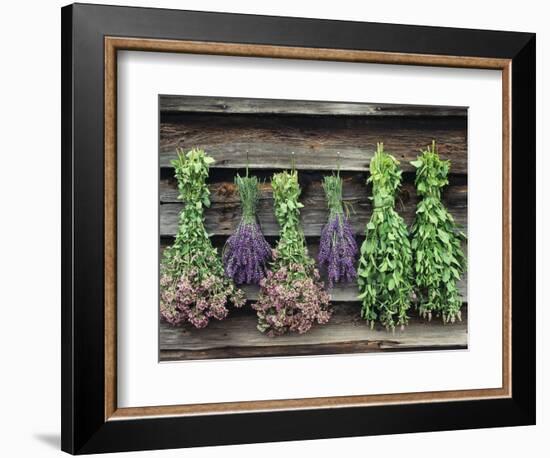 Herbs Drying Upside Down-Clay Perry-Framed Photographic Print