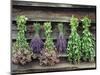 Herbs Drying Upside Down-Clay Perry-Mounted Photographic Print