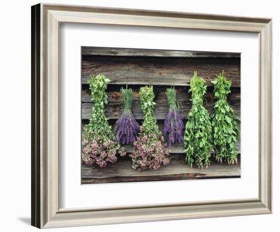 Herbs Drying Upside Down-Clay Perry-Framed Photographic Print