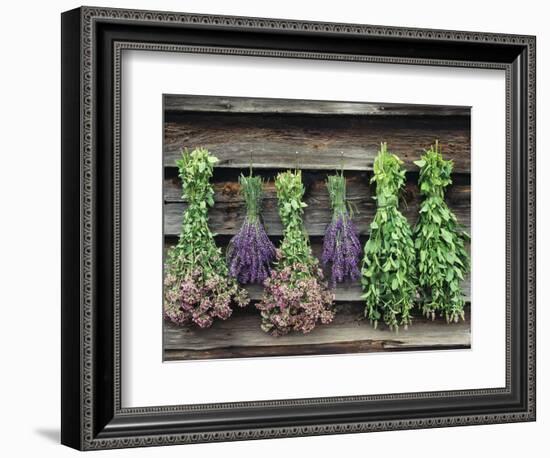 Herbs Drying Upside Down-Clay Perry-Framed Photographic Print