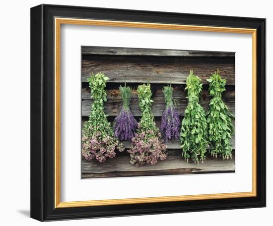 Herbs Drying Upside Down-Clay Perry-Framed Photographic Print