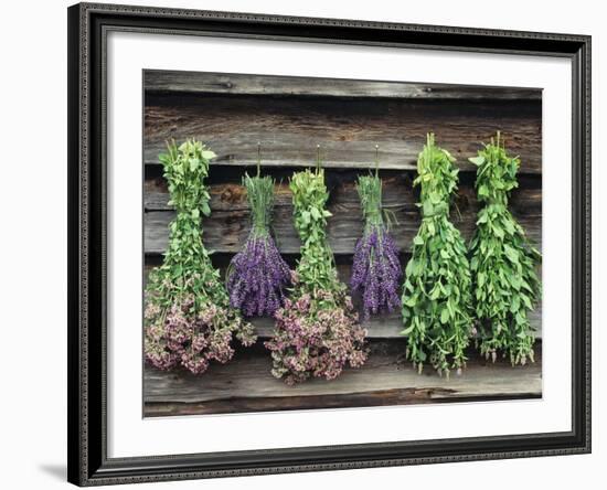 Herbs Drying Upside Down-Clay Perry-Framed Photographic Print