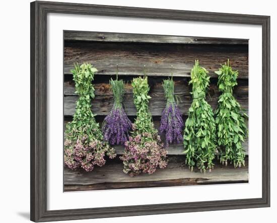 Herbs Drying Upside Down-Clay Perry-Framed Photographic Print