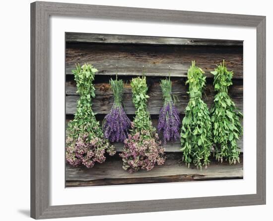 Herbs Drying Upside Down-Clay Perry-Framed Photographic Print