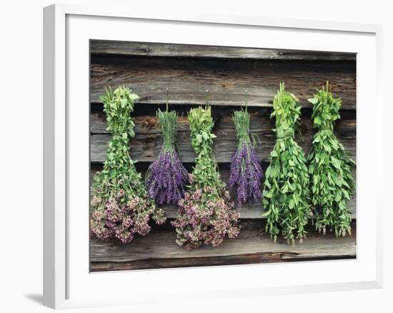 Herbs Drying Upside Down-Clay Perry-Framed Photographic Print