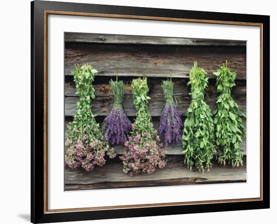 Herbs Drying Upside Down-Clay Perry-Framed Photographic Print