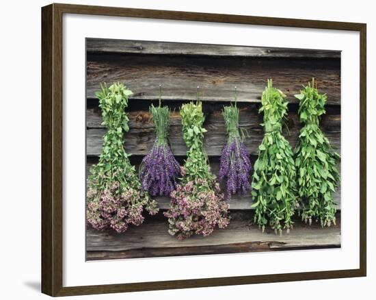 Herbs Drying Upside Down-Clay Perry-Framed Photographic Print