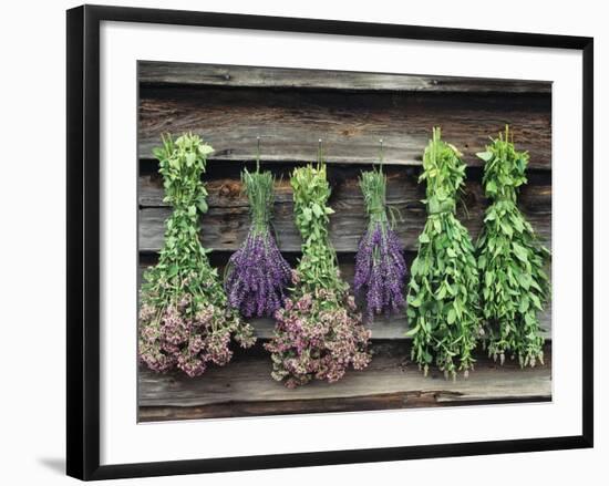 Herbs Drying Upside Down-Clay Perry-Framed Photographic Print