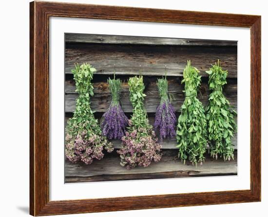 Herbs Drying Upside Down-Clay Perry-Framed Photographic Print