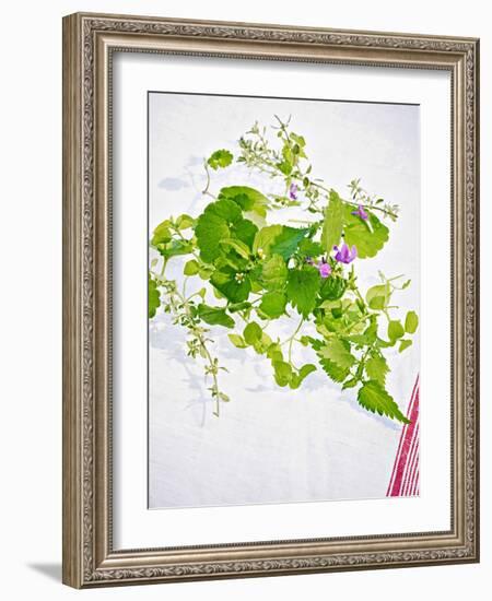 Herbs, Towel, Still Life-Axel Killian-Framed Photographic Print