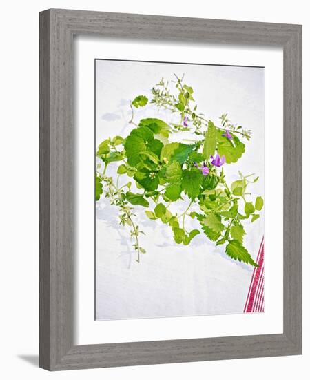 Herbs, Towel, Still Life-Axel Killian-Framed Photographic Print