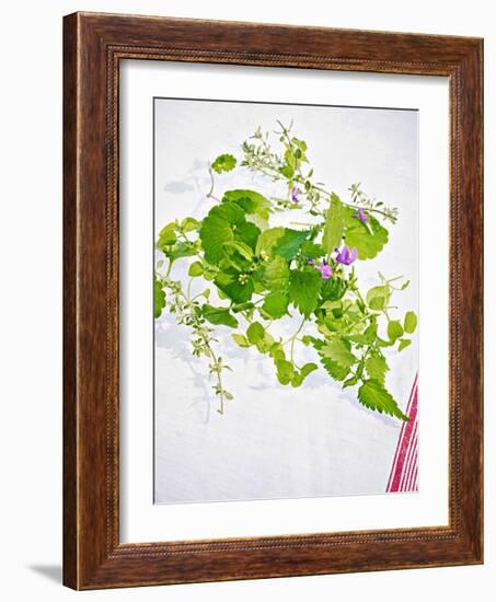 Herbs, Towel, Still Life-Axel Killian-Framed Photographic Print