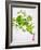 Herbs, Towel, Still Life-Axel Killian-Framed Photographic Print