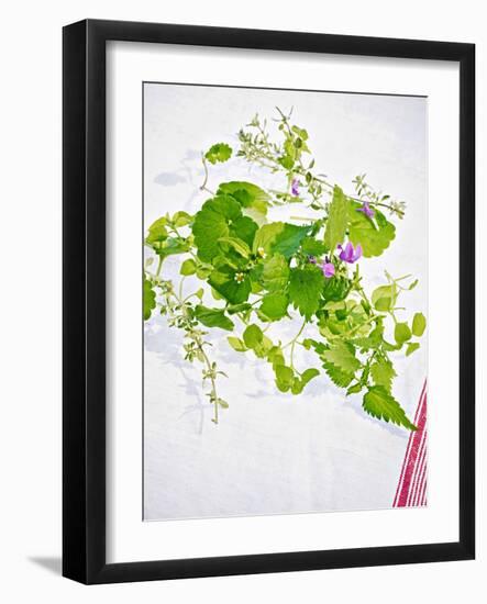 Herbs, Towel, Still Life-Axel Killian-Framed Photographic Print