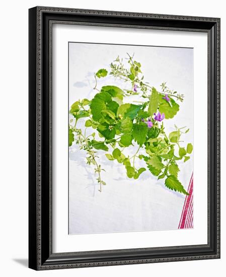 Herbs, Towel, Still Life-Axel Killian-Framed Photographic Print