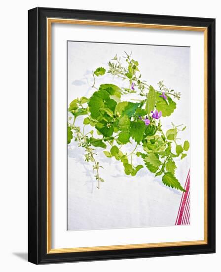 Herbs, Towel, Still Life-Axel Killian-Framed Photographic Print