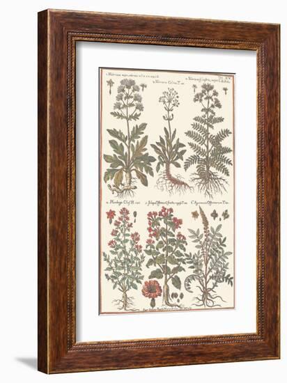 Herbs-null-Framed Art Print