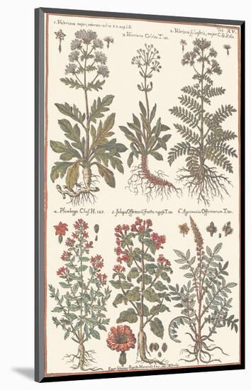 Herbs-null-Mounted Art Print