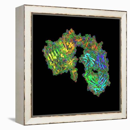 Herceptin Breast Cancer Drug Molecule-PASIEKA-Framed Premier Image Canvas