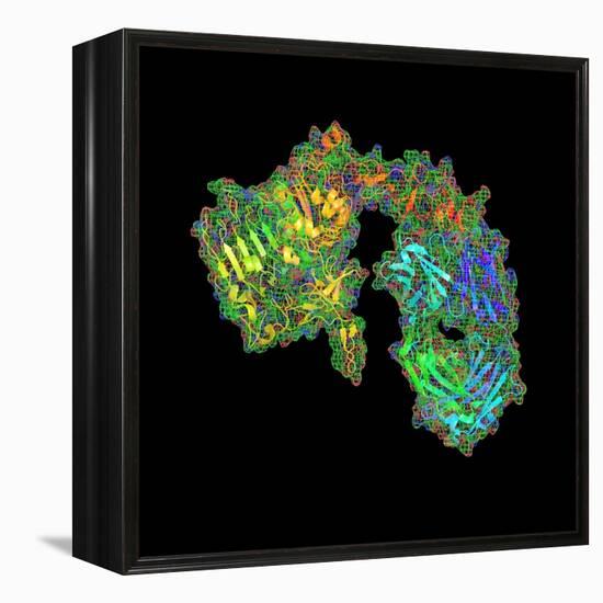 Herceptin Breast Cancer Drug Molecule-PASIEKA-Framed Premier Image Canvas