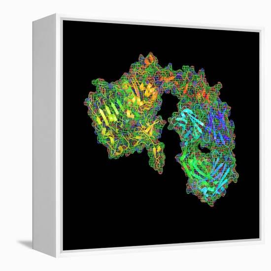 Herceptin Breast Cancer Drug Molecule-PASIEKA-Framed Premier Image Canvas