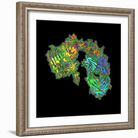 Herceptin Breast Cancer Drug Molecule-PASIEKA-Framed Premium Photographic Print