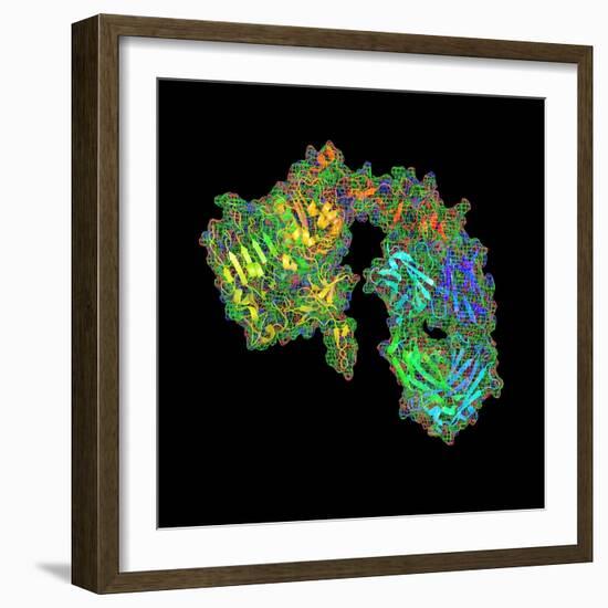 Herceptin Breast Cancer Drug Molecule-PASIEKA-Framed Premium Photographic Print