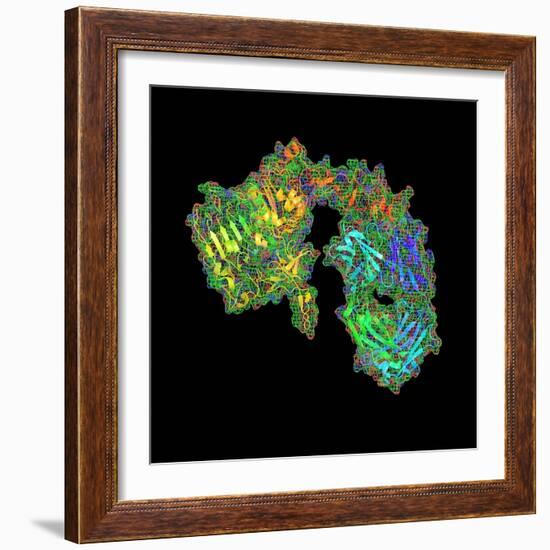 Herceptin Breast Cancer Drug Molecule-PASIEKA-Framed Premium Photographic Print