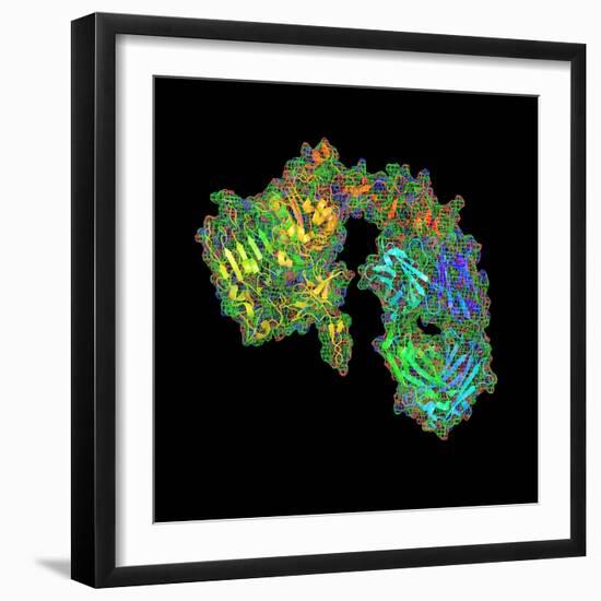 Herceptin Breast Cancer Drug Molecule-PASIEKA-Framed Premium Photographic Print