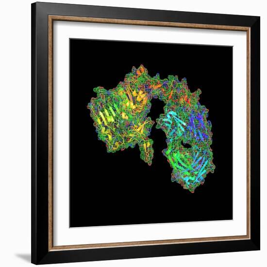 Herceptin Breast Cancer Drug Molecule-PASIEKA-Framed Premium Photographic Print